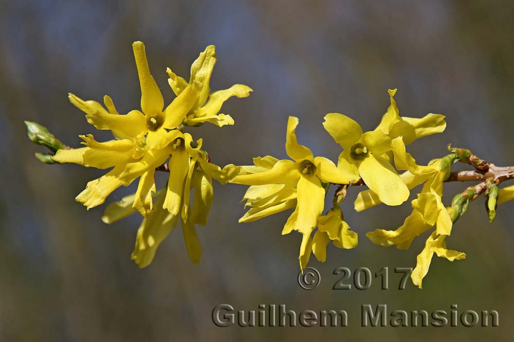 Forsythia intermedia