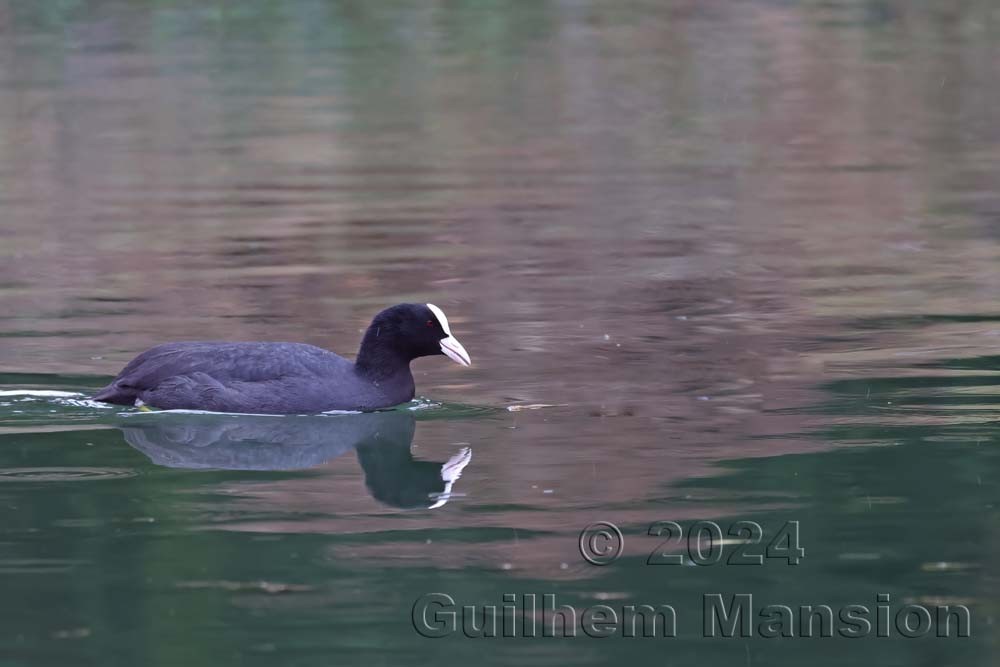 Fulica atra