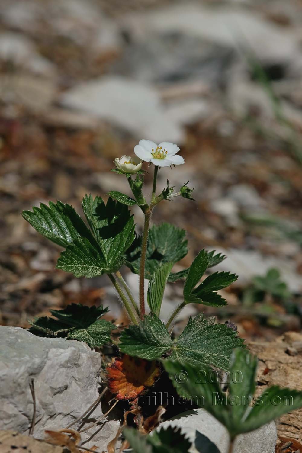 Fragaria vesca