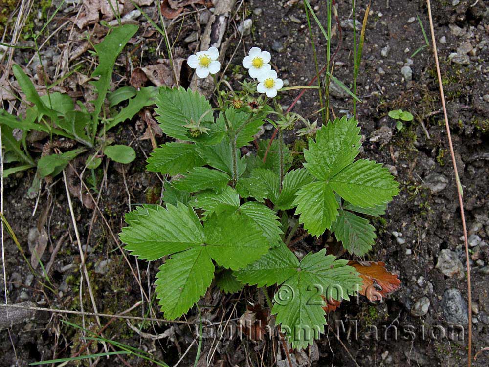 Fragaria vesca