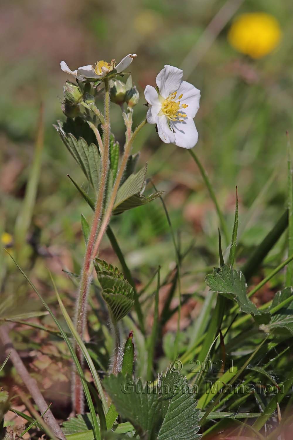 Fragaria viridis