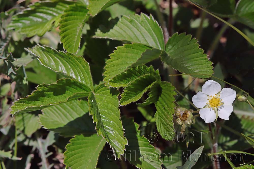 Fragaria viridis