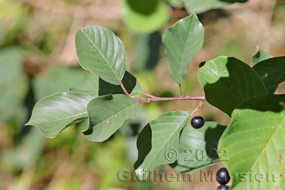 Frangula alnus