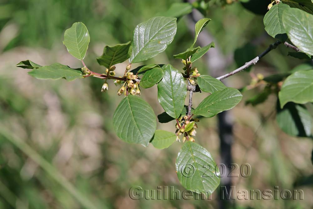 Frangula alnus