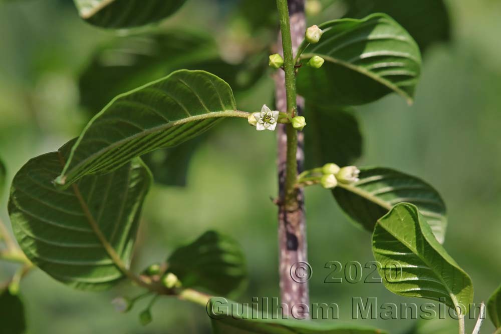 Frangula alnus