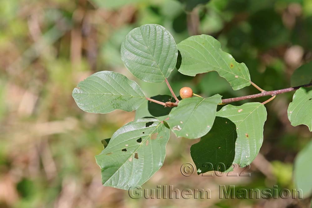 Frangula alnus