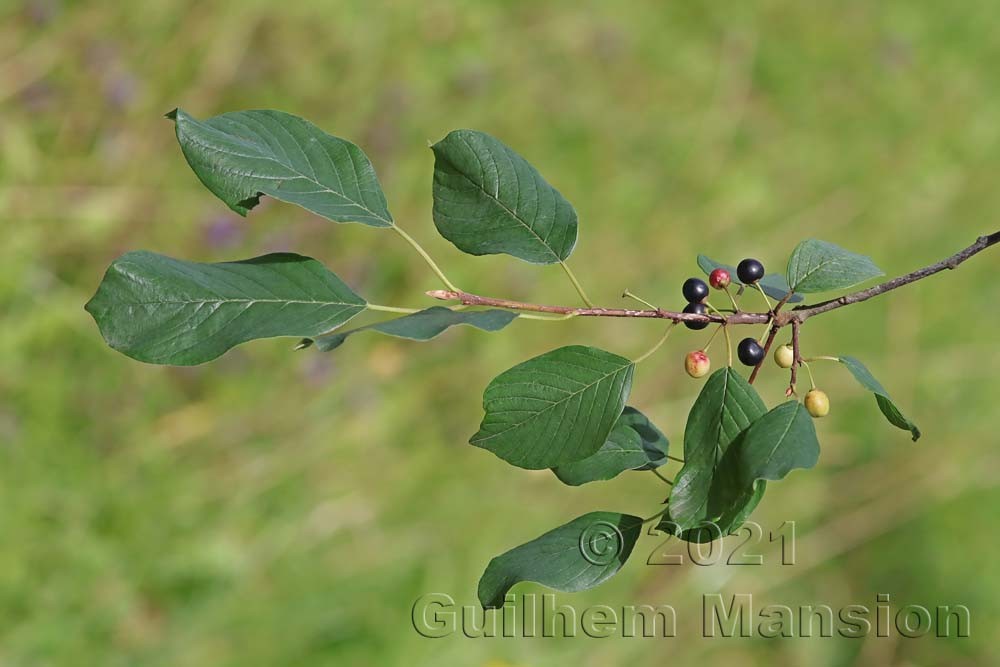 Frangula alnus