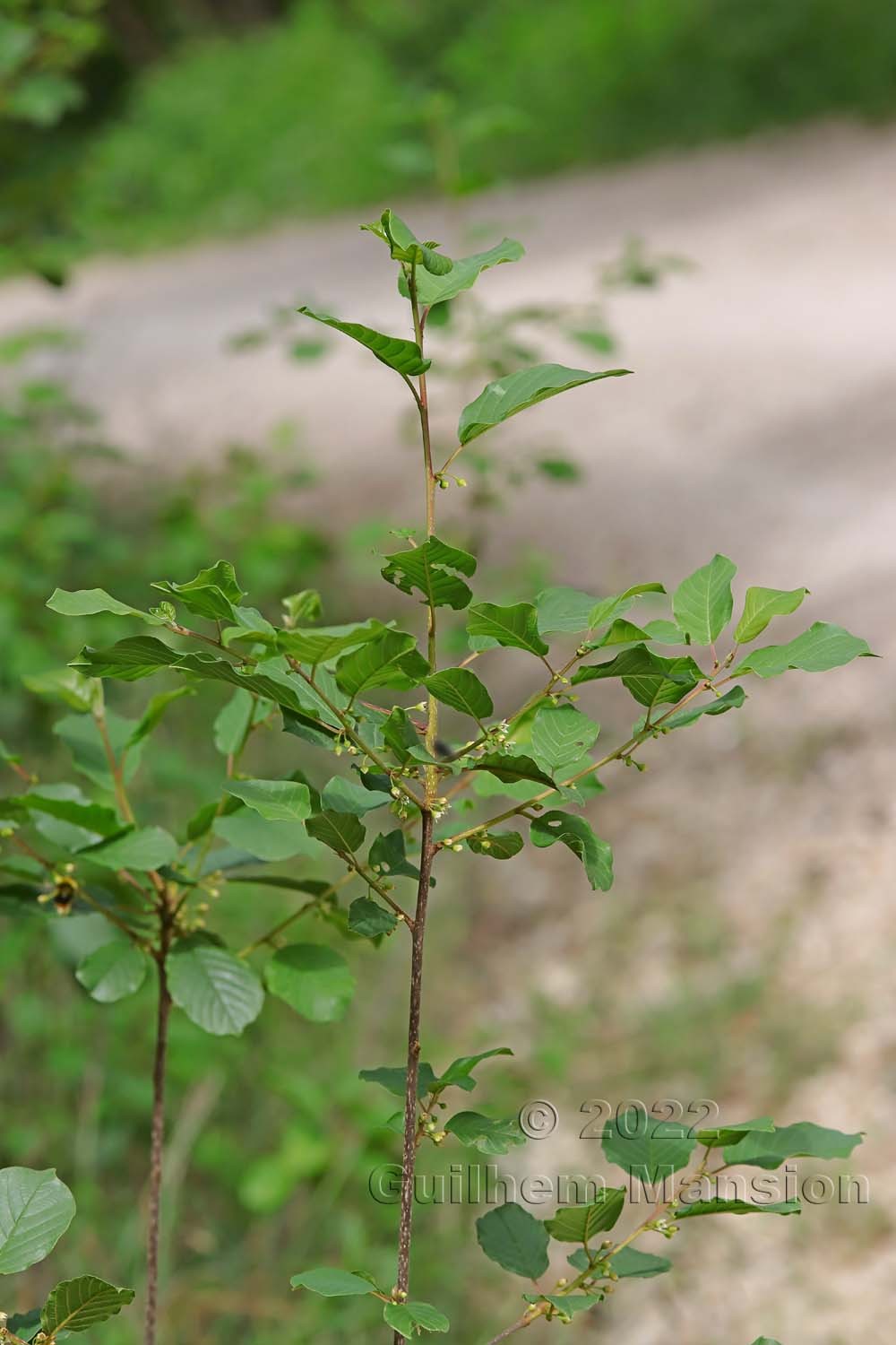 Frangula alnus