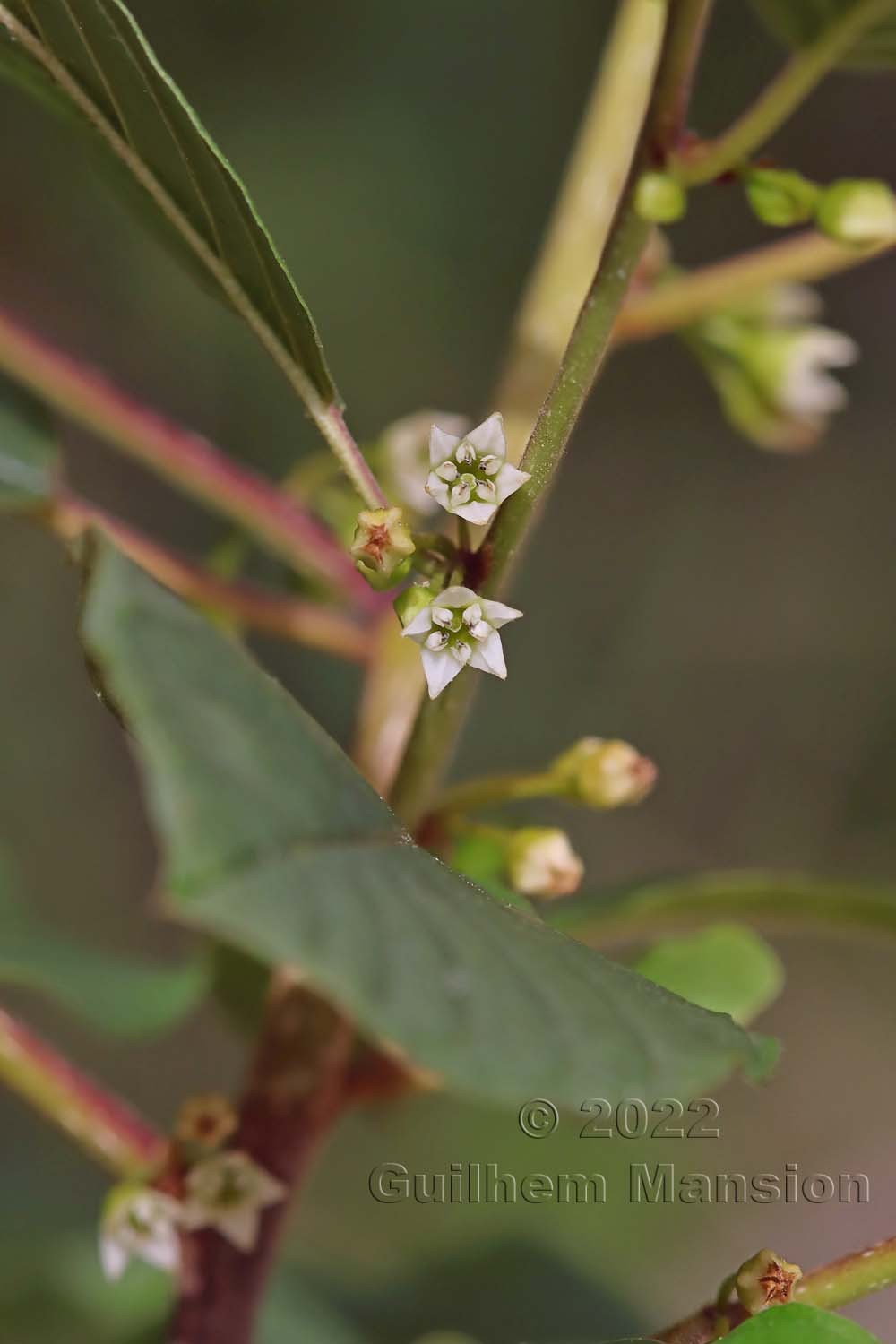 Frangula alnus