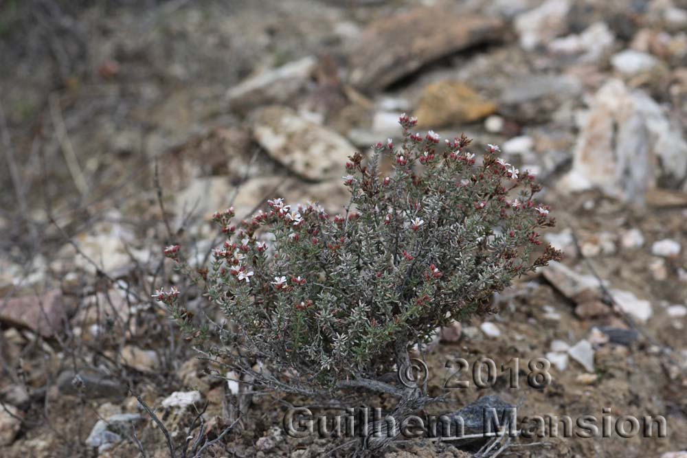 Frankenia corymbosa