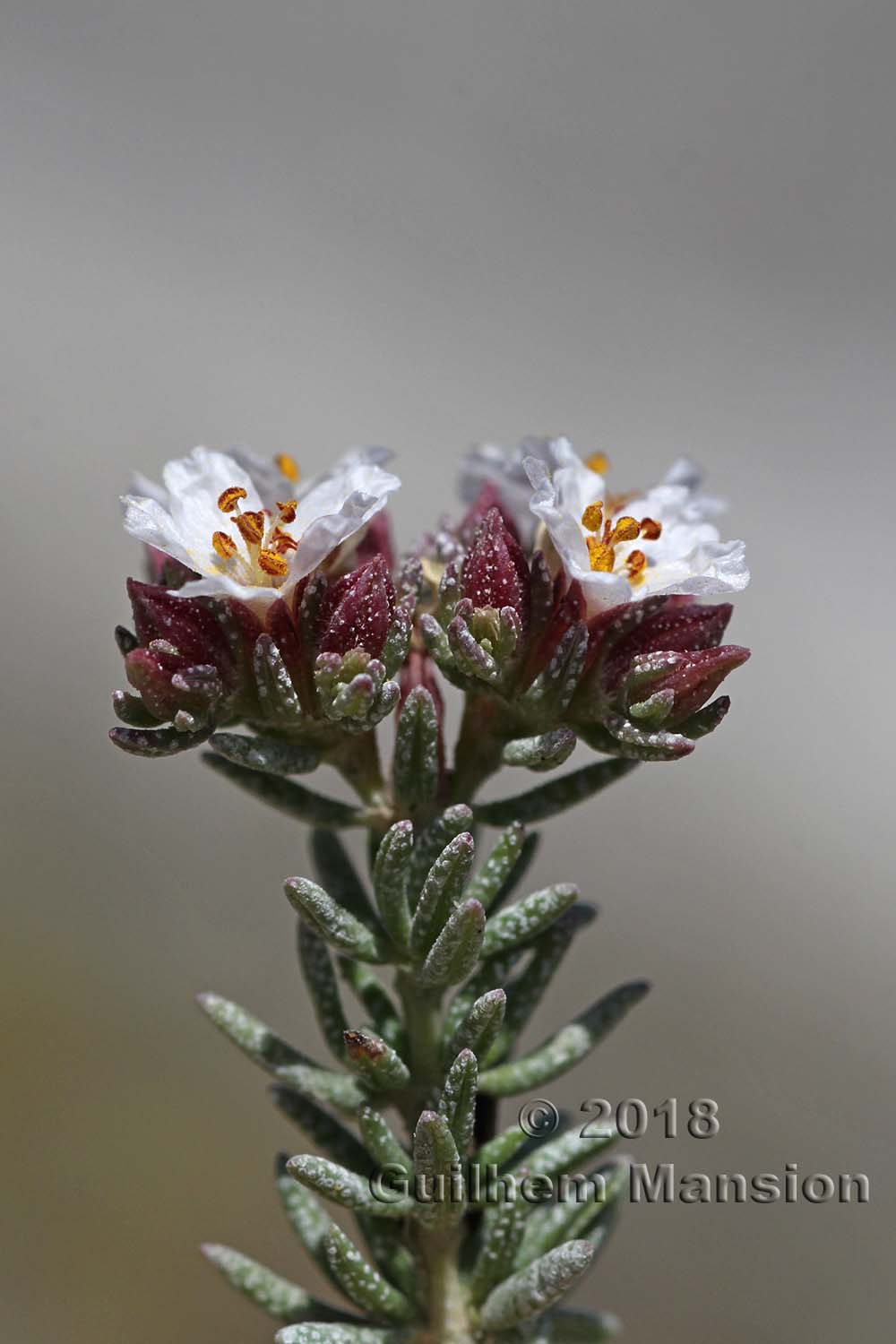 Frankenia corymbosa