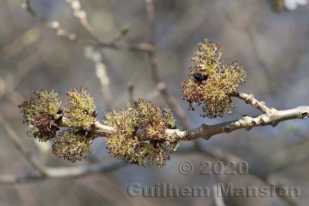 Fraxinus excelsior