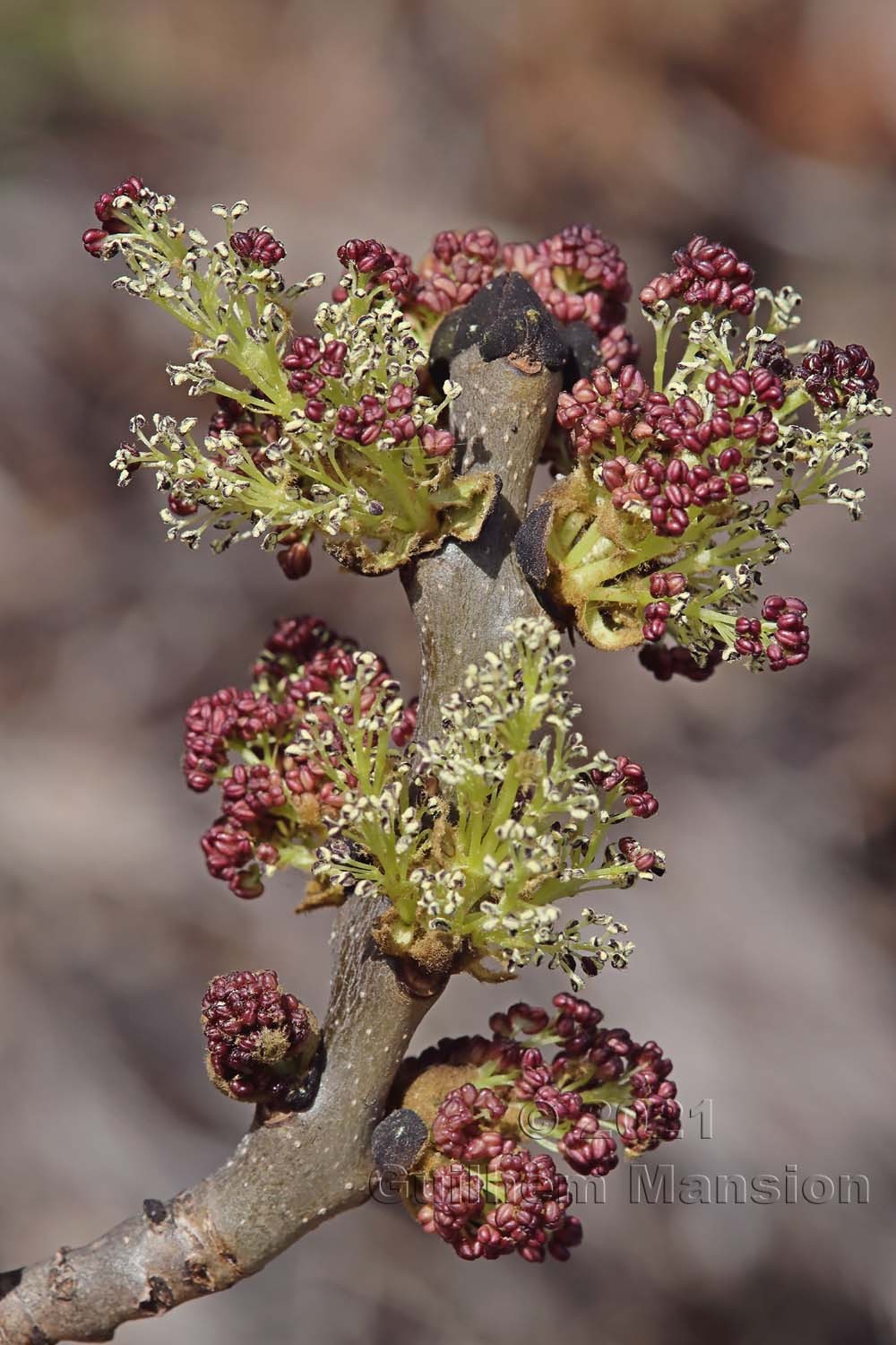 Fraxinus excelsior