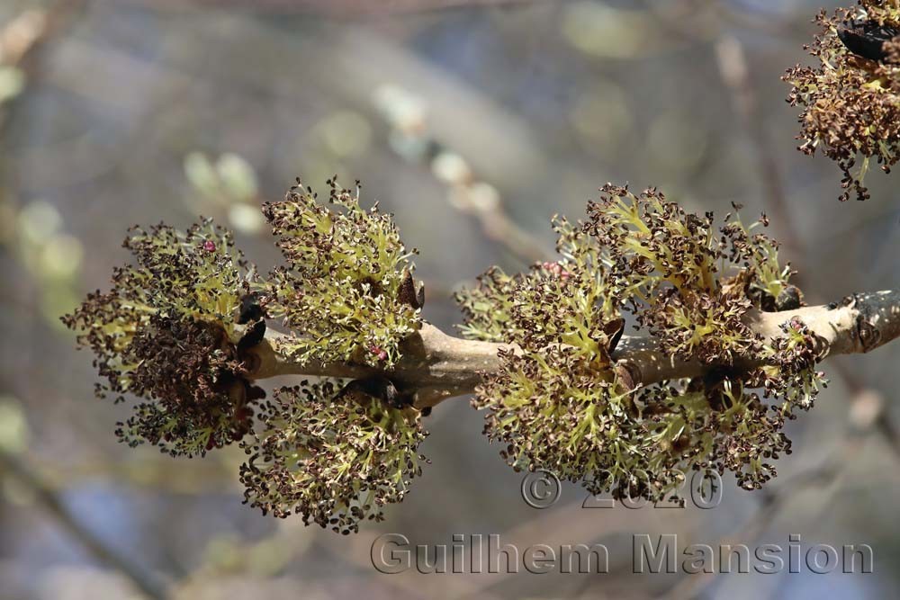 Fraxinus excelsior