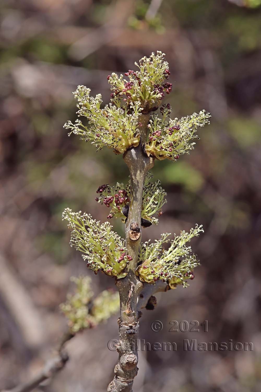 Fraxinus excelsior