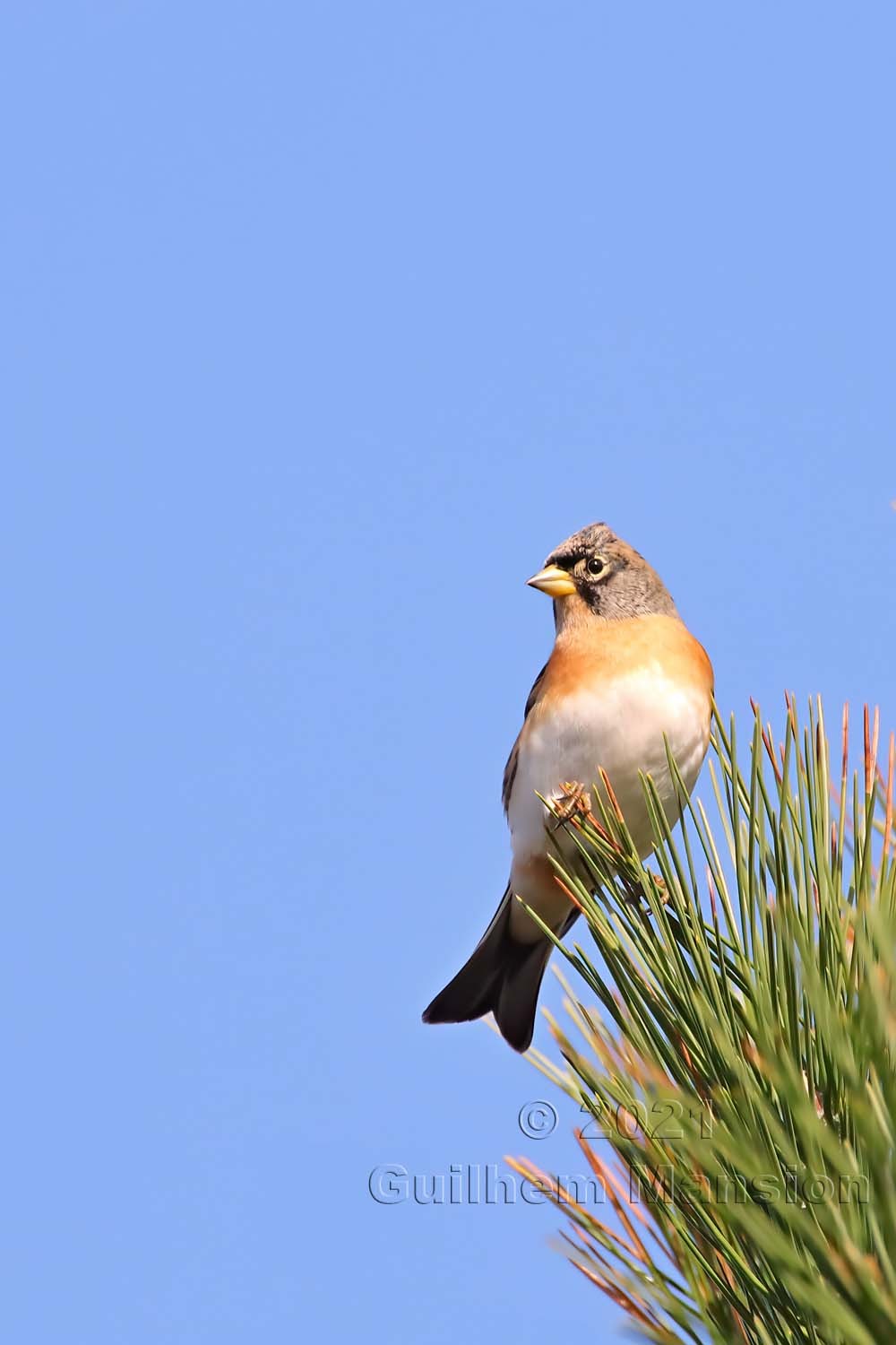 Fringilla montifringilla