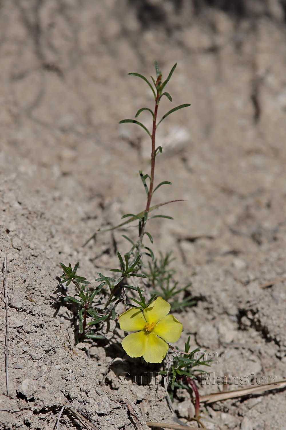 Fumana procumbens