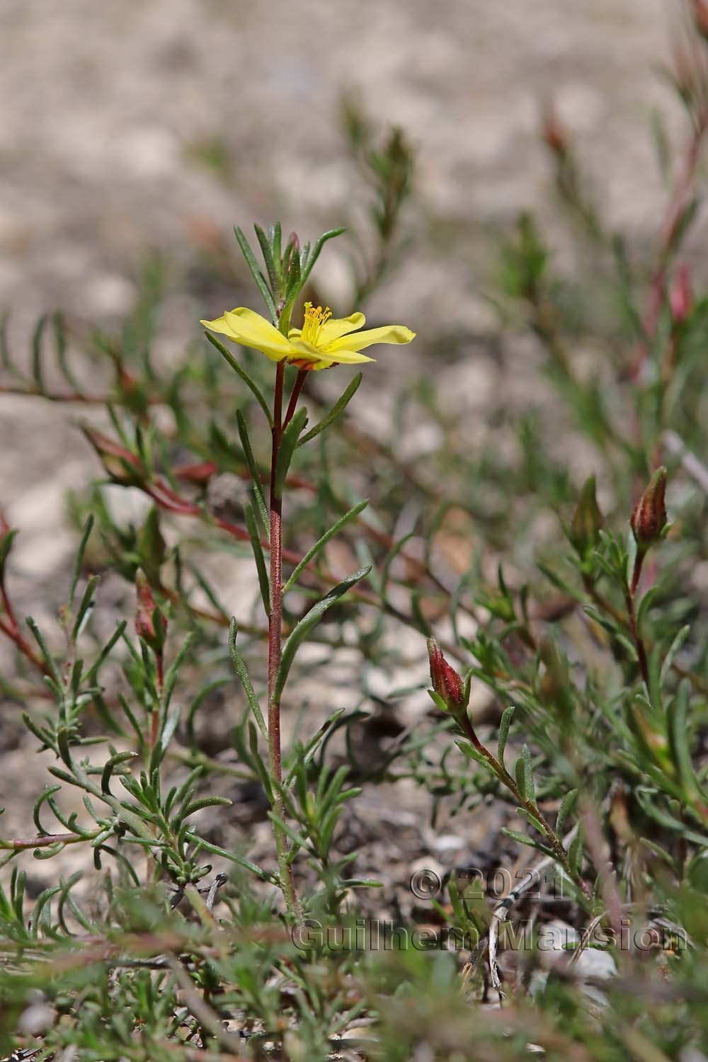 Fumana procumbens