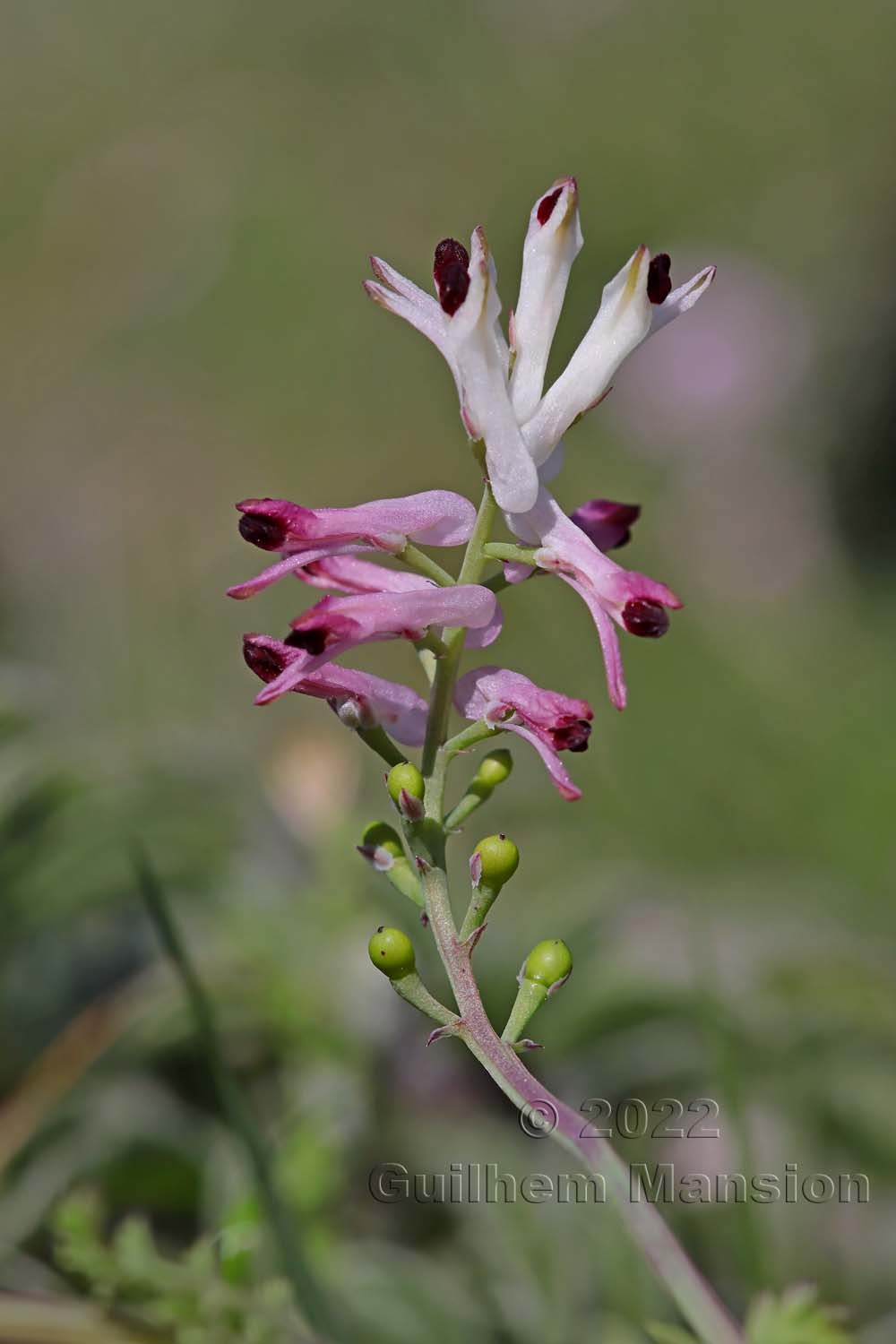 Fumaria bicolor