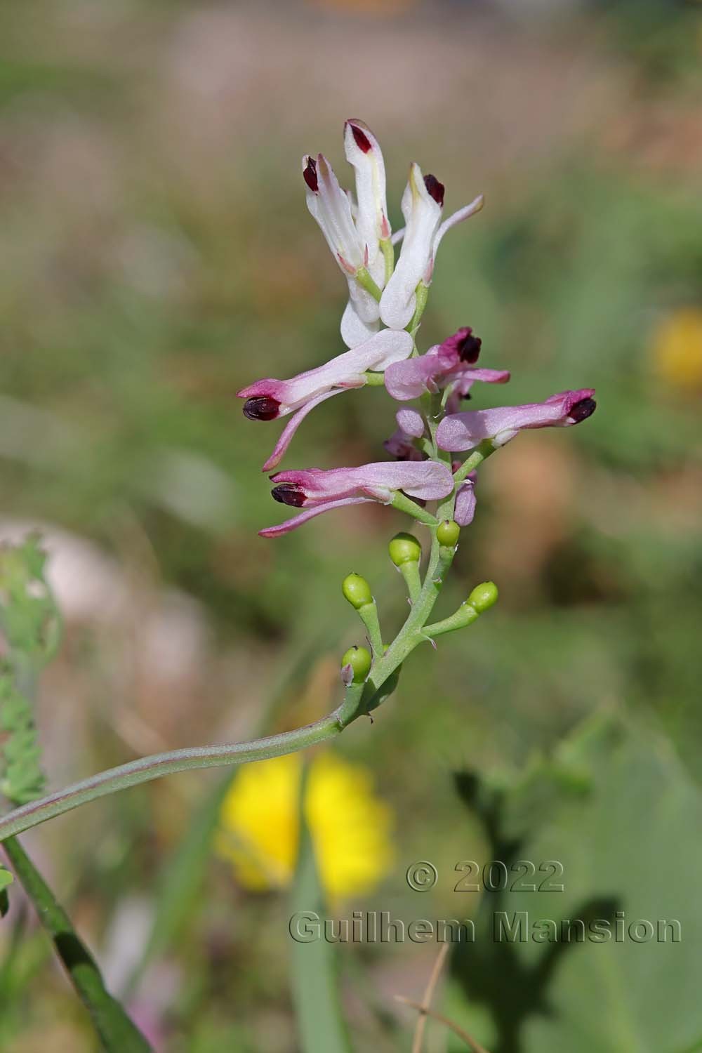 Fumaria bicolor