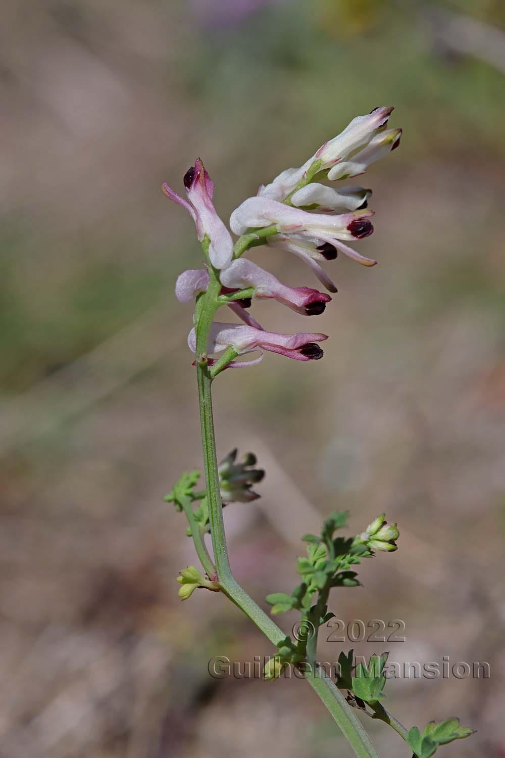 Fumaria bicolor