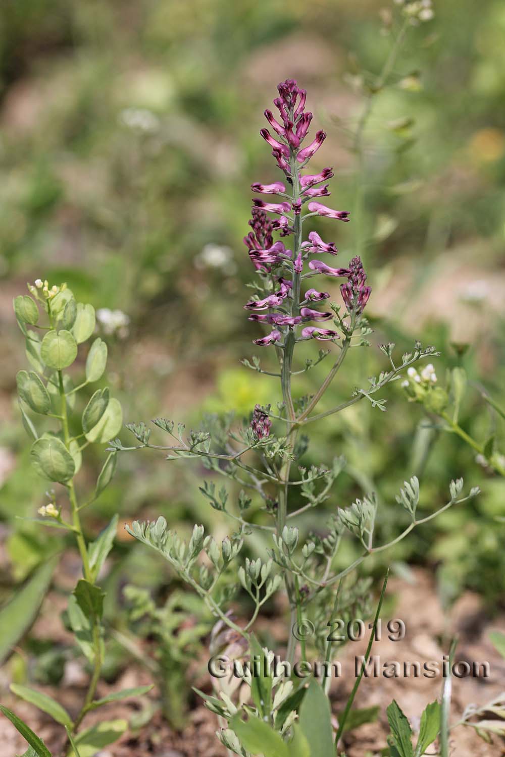 Fumaria officinalis