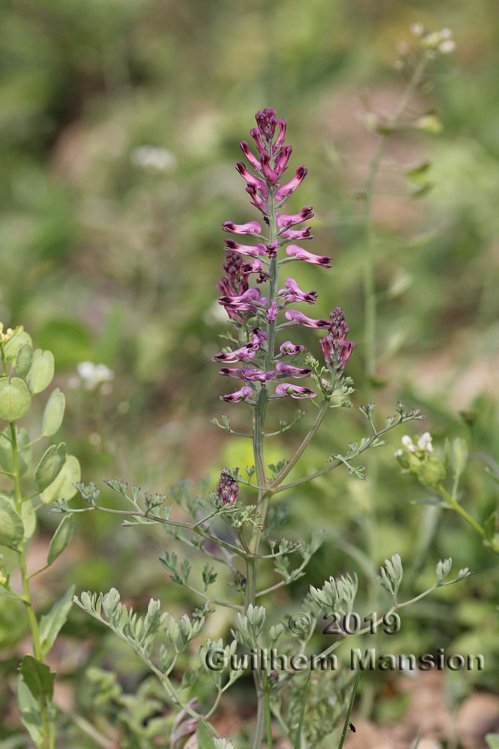 Fumaria officinalis