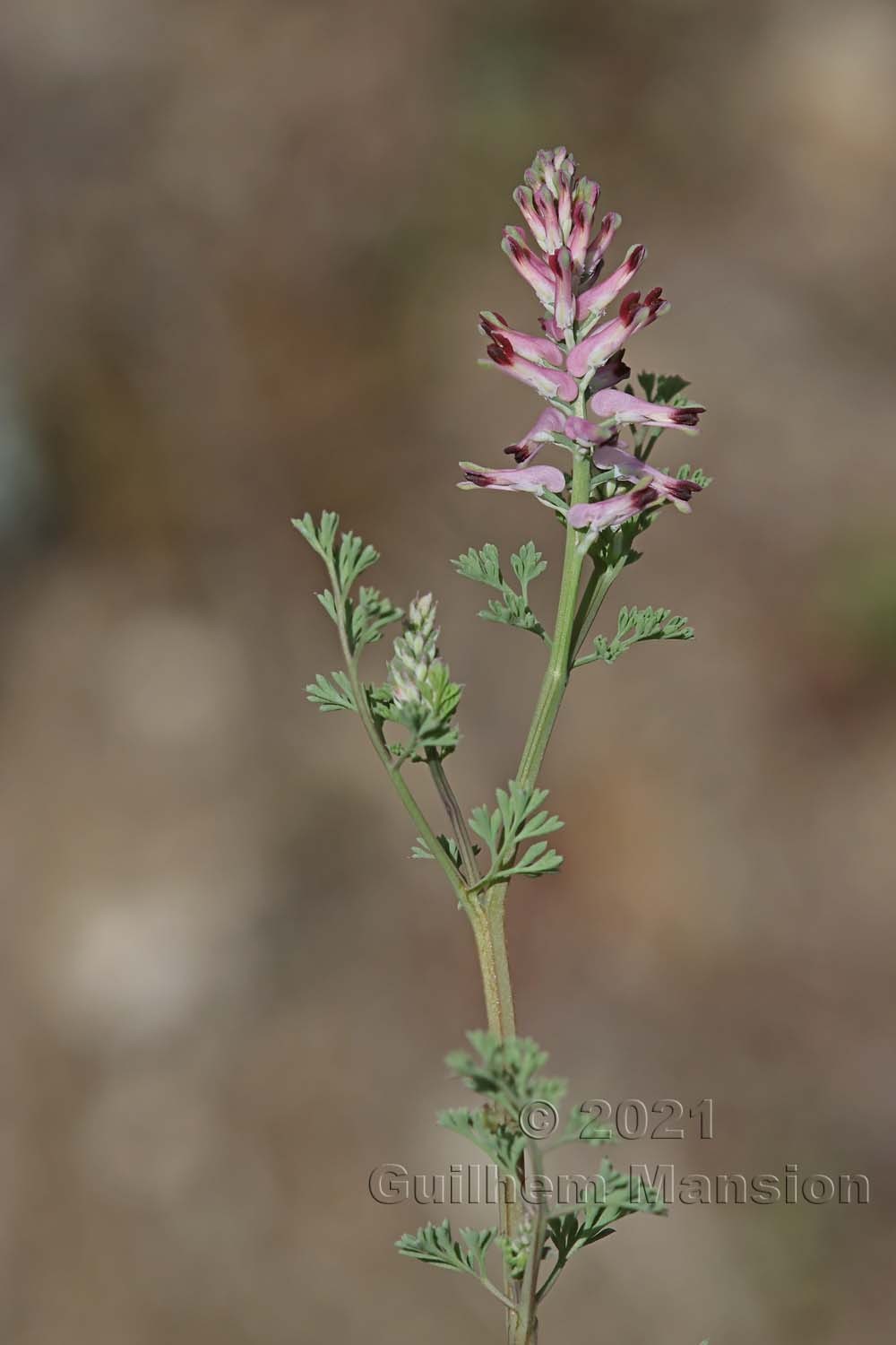 Fumaria officinalis