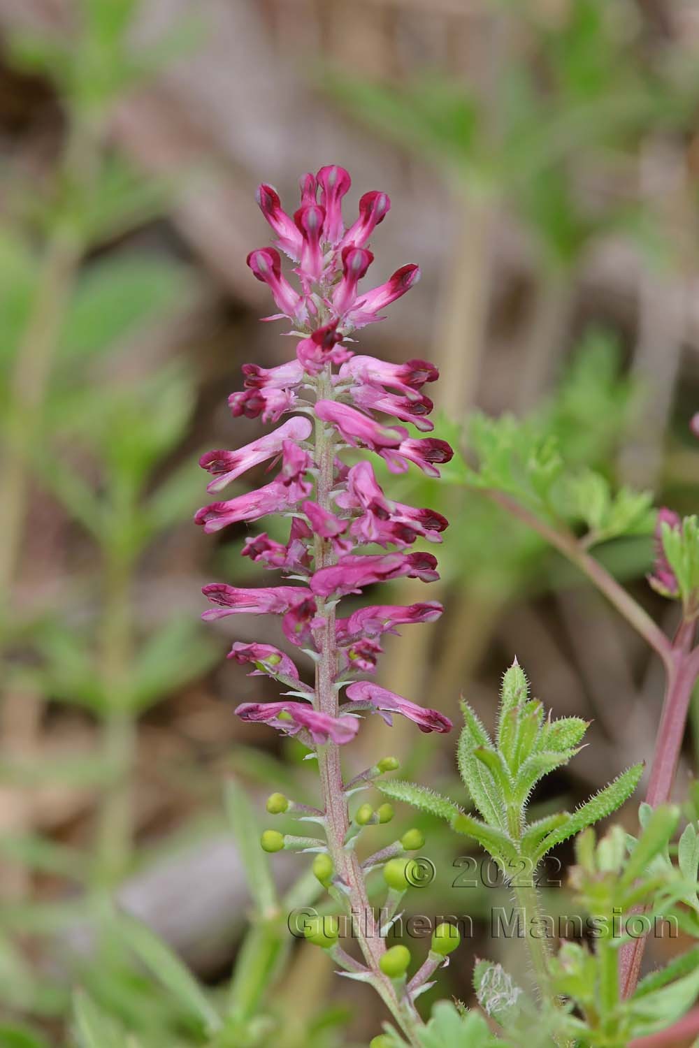 Fumaria officinalis