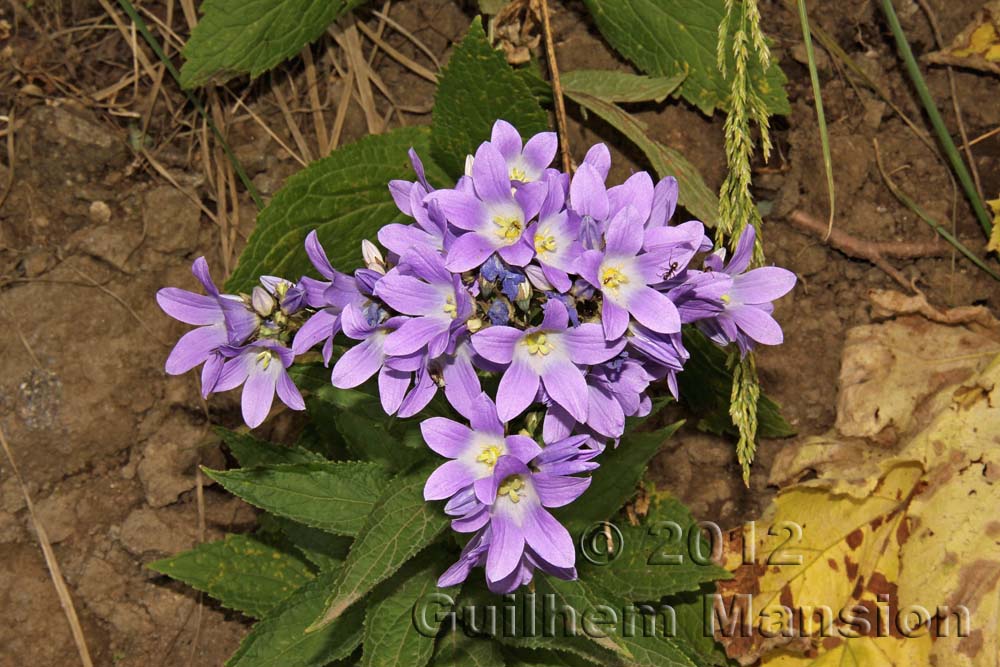 Campanula lactiflora [Gadellia lactiflora]