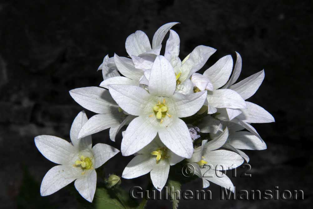 Campanula lactiflora [Gadellia lactiflora]