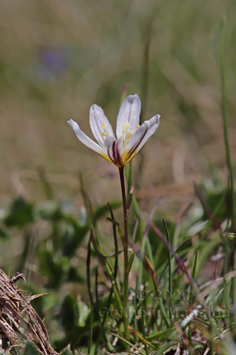 Gagea (Lloydia) serotina