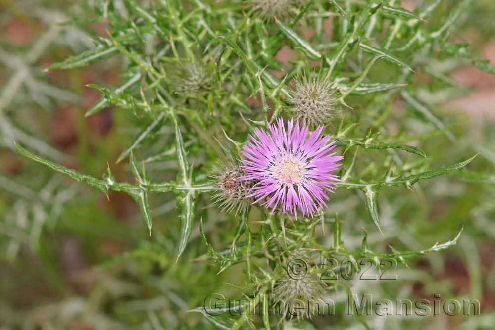 Galactites tomentosus