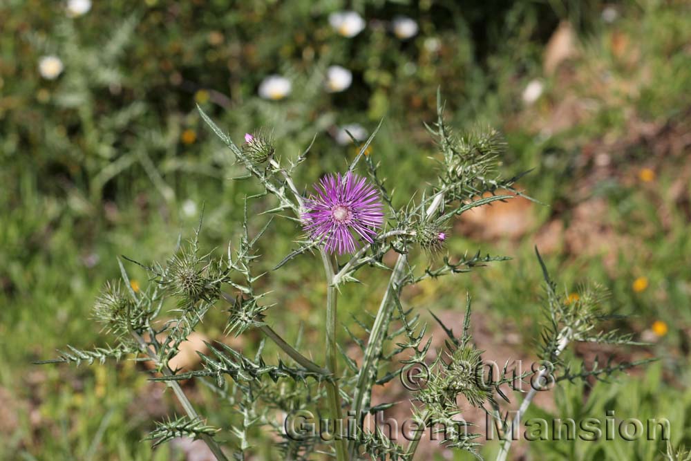 Galactites tomentosus