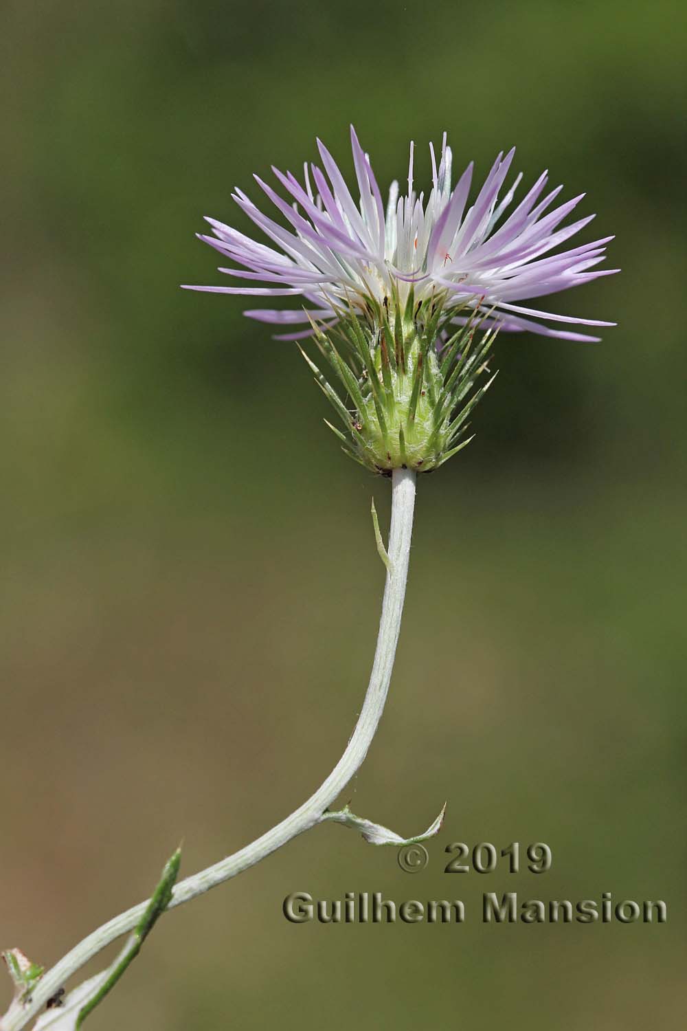 Galactites tomentosus