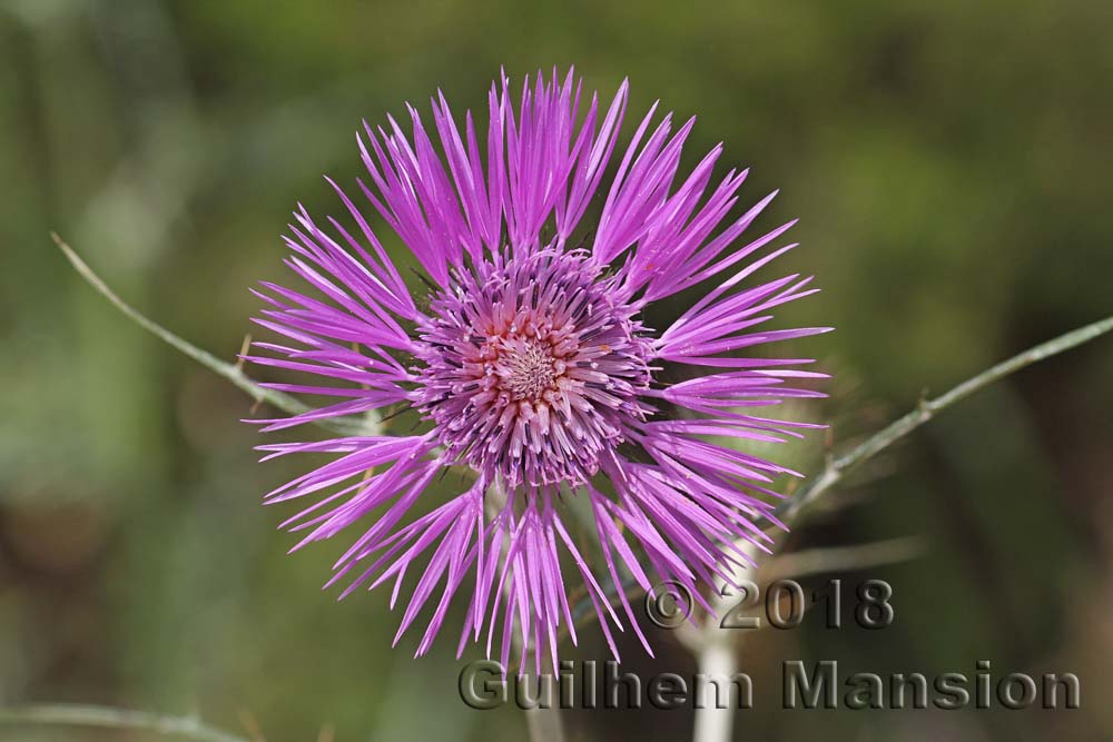 Galactites tomentosus