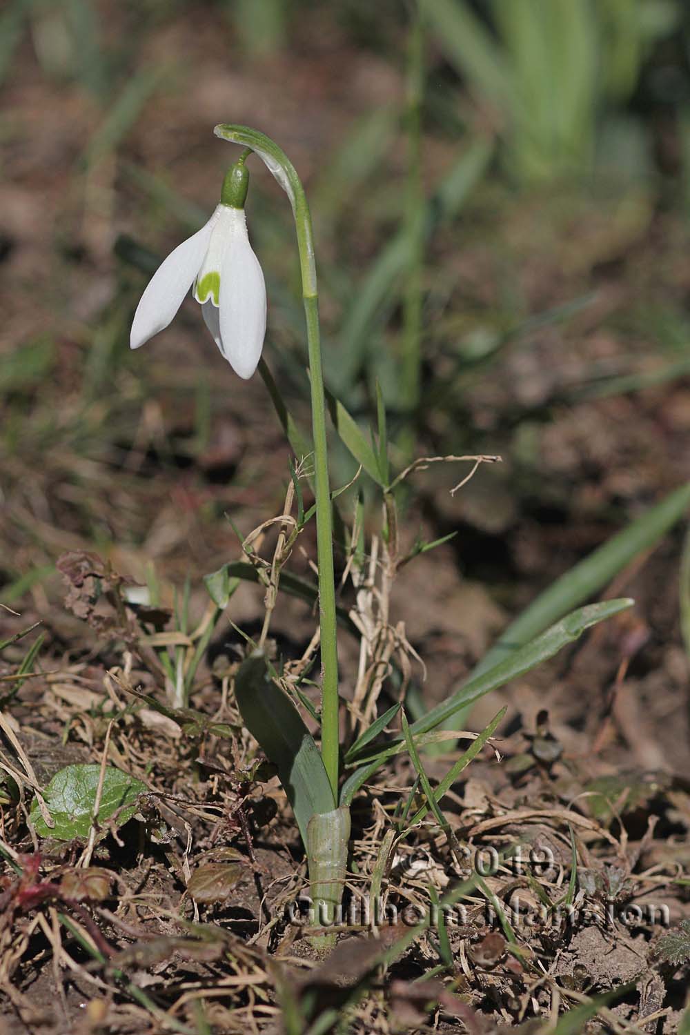 Galanthus nivalis