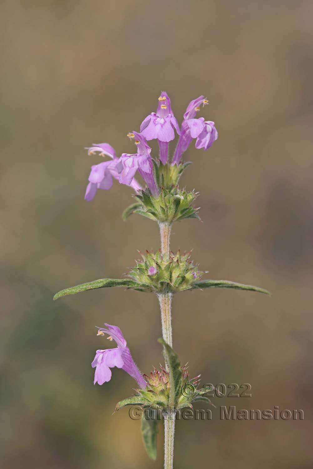 Galeopsis angustifolia