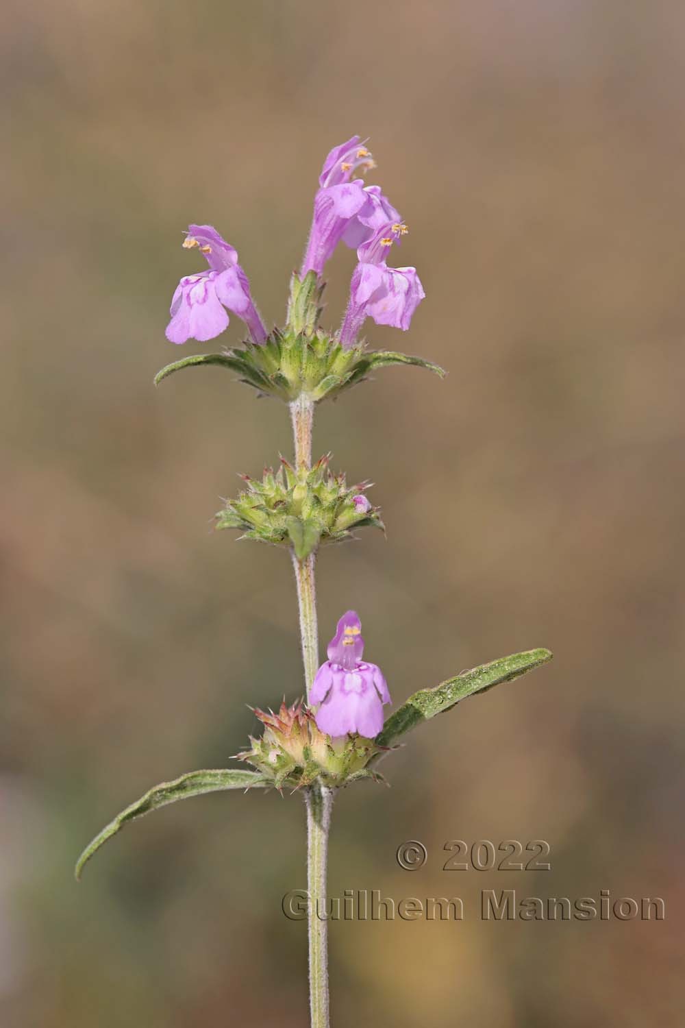 Galeopsis angustifolia