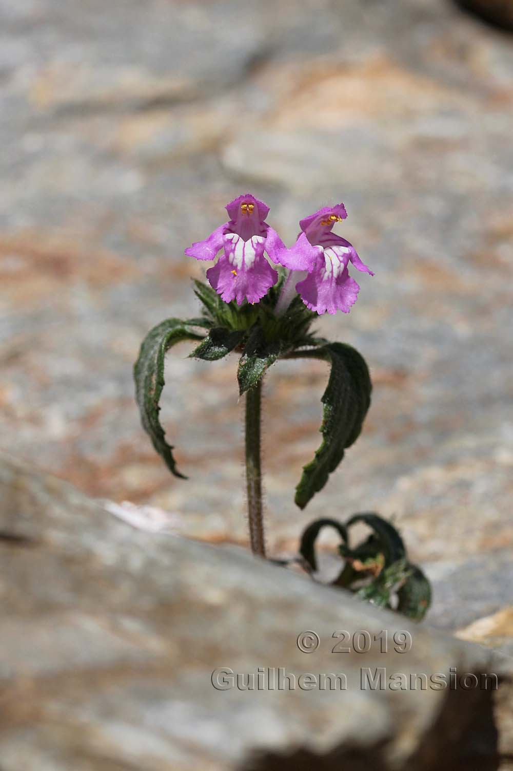 Galeopsis pyrenaica