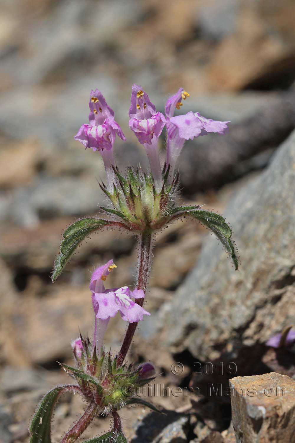 Galeopsis pyrenaica