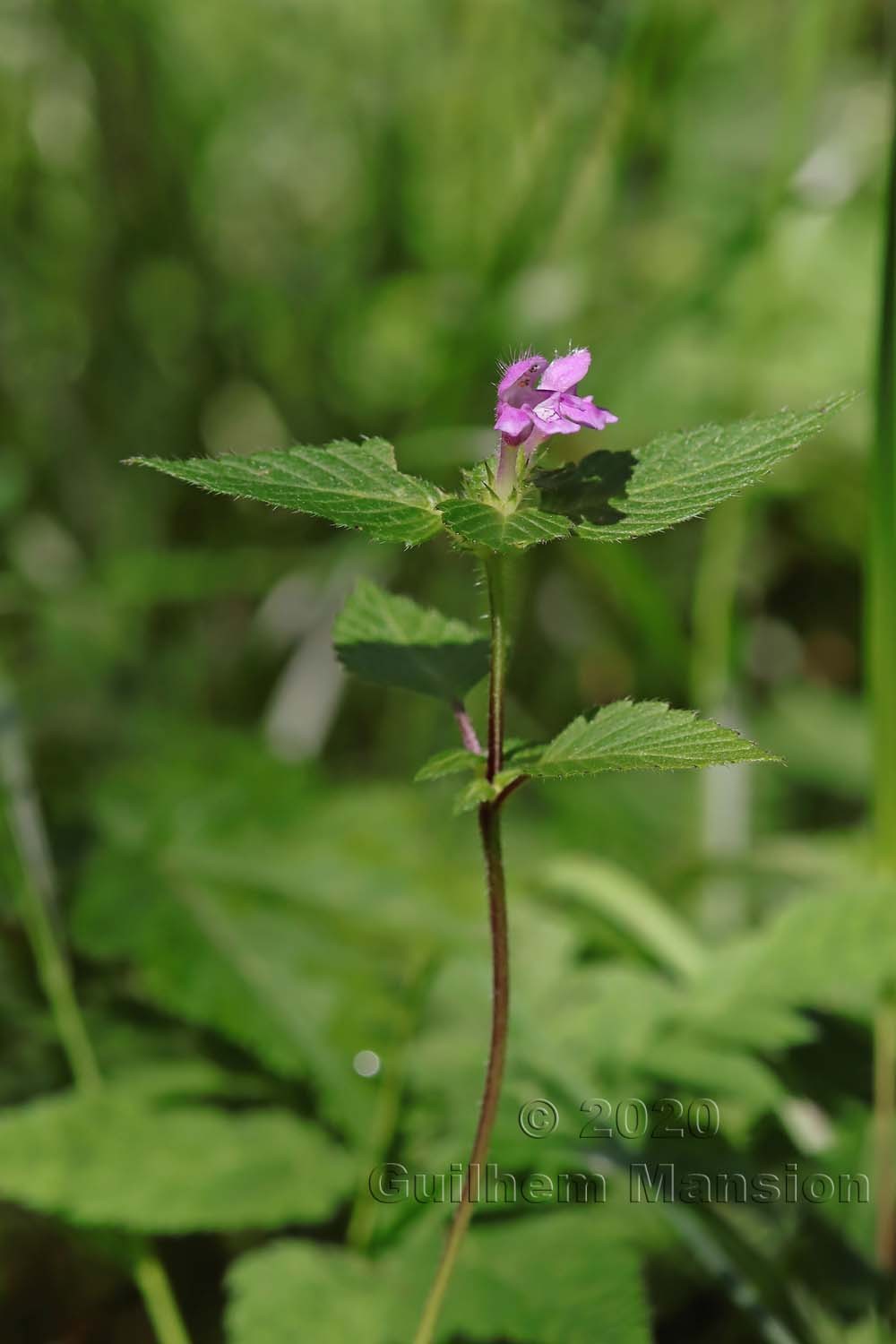 Galeopsis tetrahit