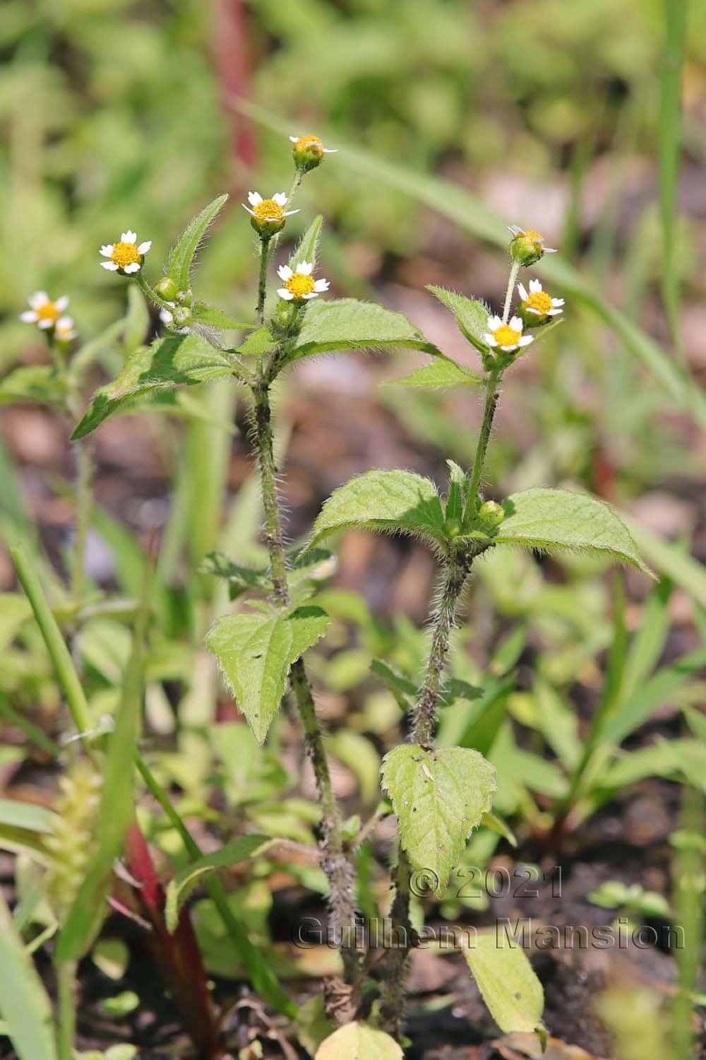 Galingosa quadriradiata