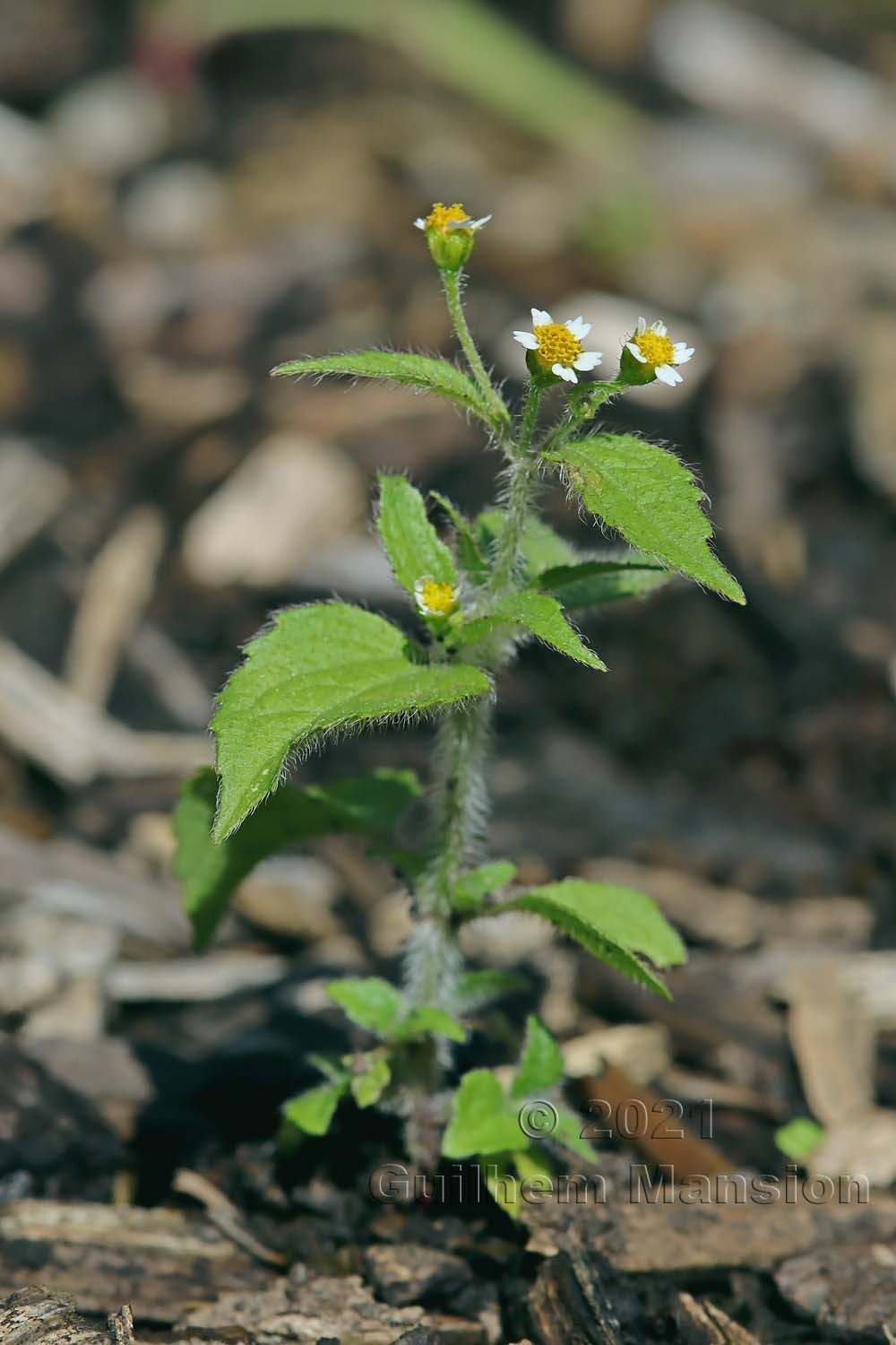 Galingosa quadriradiata