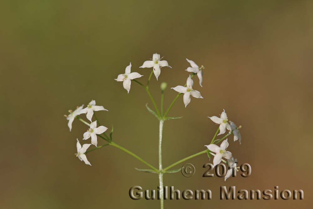 Galium album