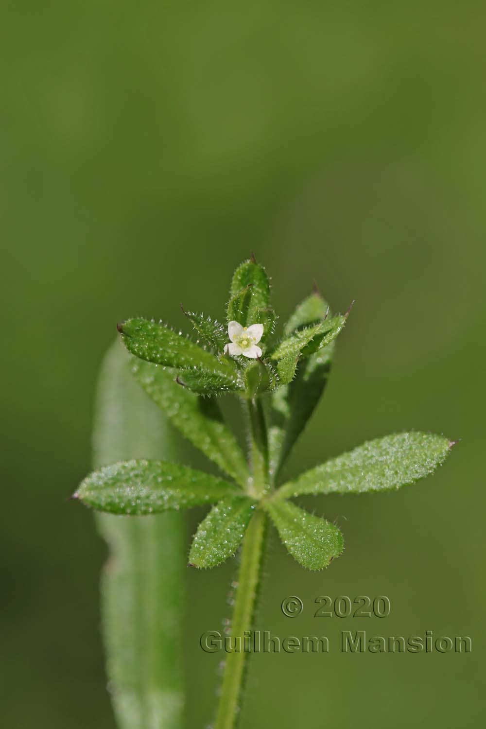 Galium aparine