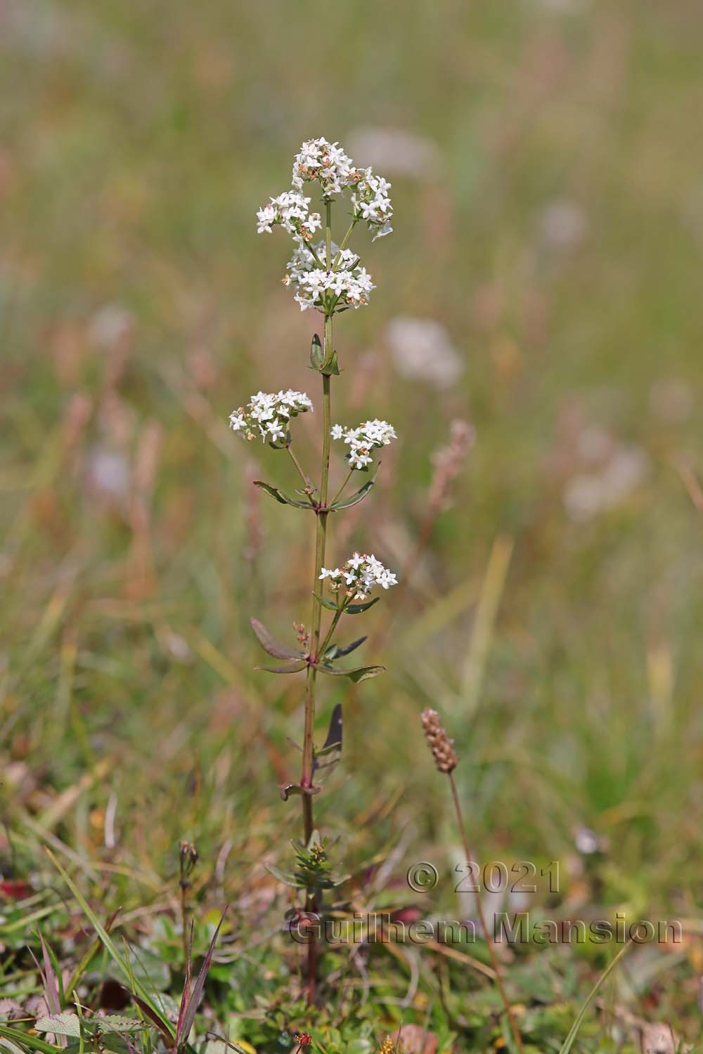 Galium boreale