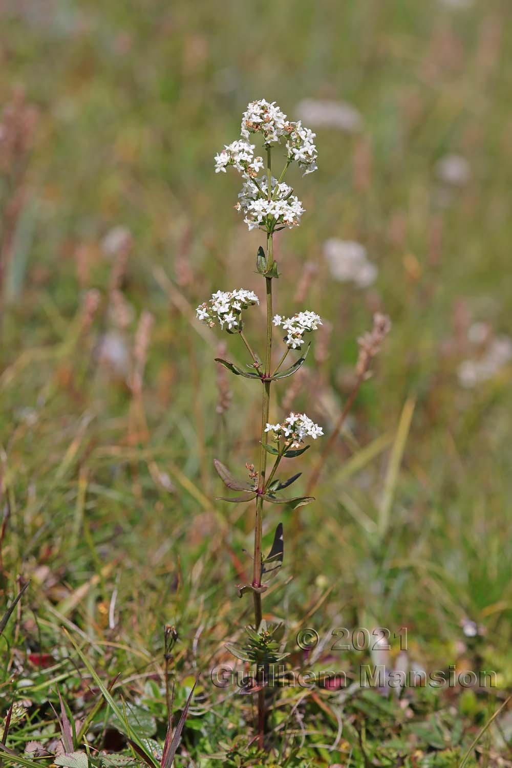 Galium boreale