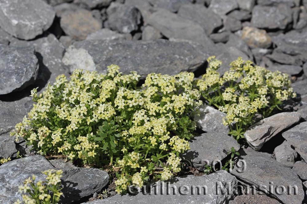 Galium megalospermum