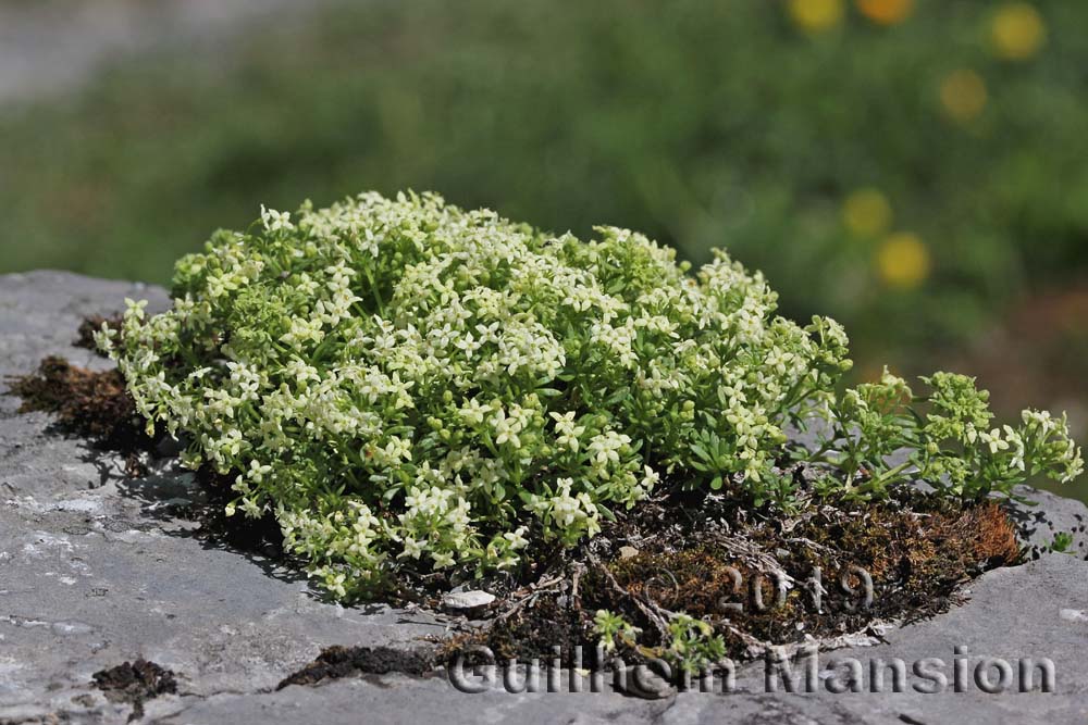 Galium megalospermum